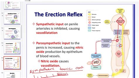 dick pictures|Penis: Anatomy, Picture, Erection, and Ejaculation